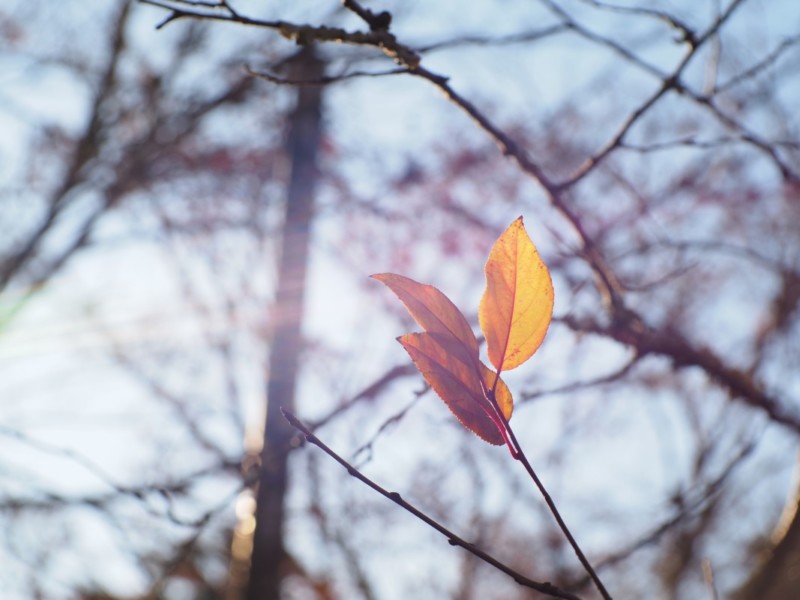 OM-5とマニュアルレンズで撮影した日常（枯れ葉）
