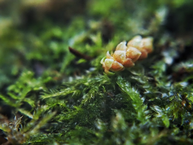 OM-5とCCTVレンズにマクロレンズを装着して撮影、雨上がりの苔
