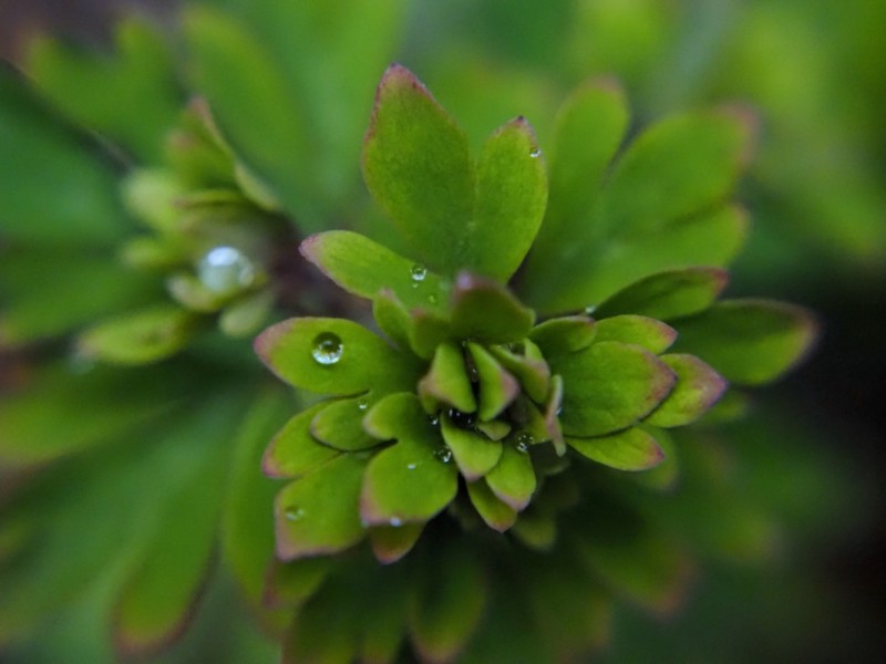 OM-5とCCTVレンズにマクロレンズを装着して撮影、春の新芽と雨粒