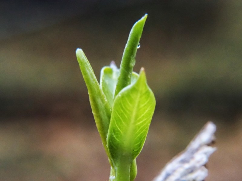 OM-5とCCTVレンズにマクロレンズを装着して撮影、春の新芽