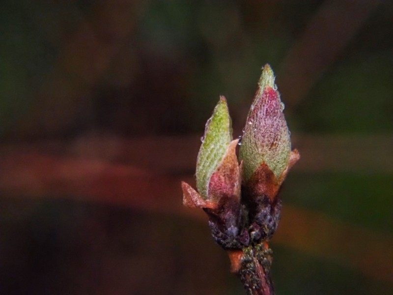 OM-5とCCTVレンズにマクロレンズを装着して撮影、春の新芽