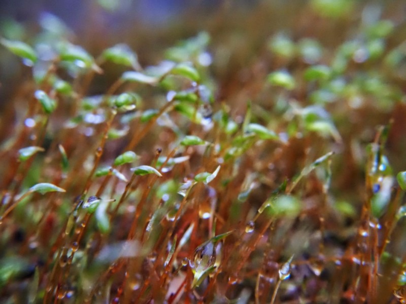 OM-5とCCTVレンズにマクロレンズを装着して撮影、苔