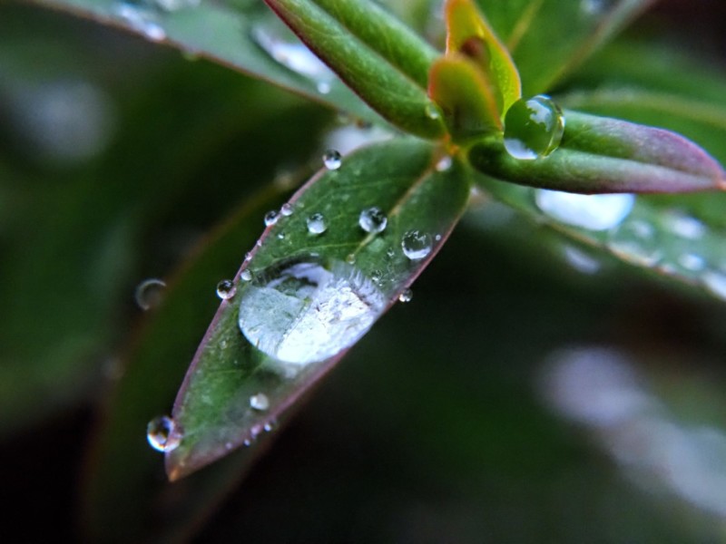 OM-5とCCTVレンズにマクロレンズを装着して撮影、丸い水滴