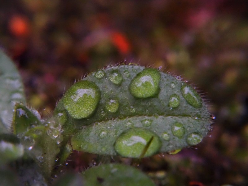 OM-5とCCTVレンズにマクロレンズを装着して撮影、葉っぱの上の丸い水滴