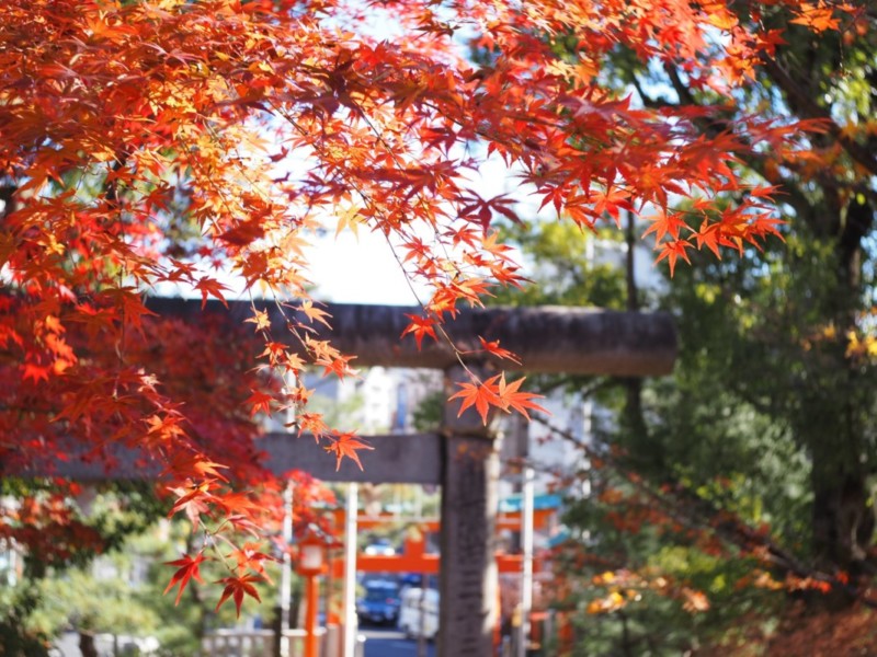 穴八幡宮 紅葉