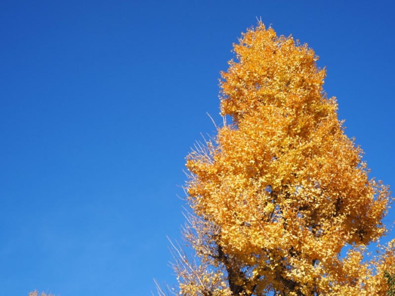 穴八幡宮 イチョウ紅葉